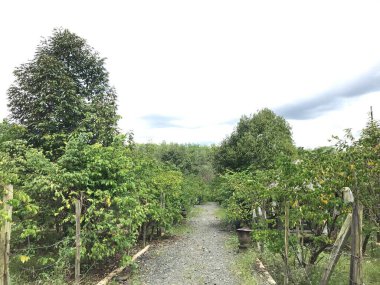 Güzel bir yıldız meyvesi bahçesi doğal yeşil arka plan. Taze ve serin. yıldız meyvesi bahçesi