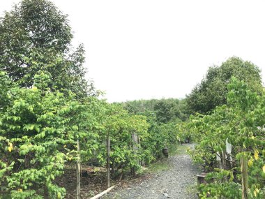 Güzel bir yıldız meyvesi bahçesi doğal yeşil arka plan. Taze ve serin. yıldız meyvesi bahçesi