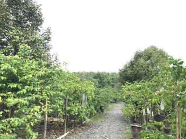 Güzel bir yıldız meyvesi bahçesi doğal yeşil arka plan. Taze ve serin. yıldız meyvesi bahçesi