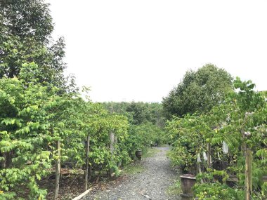 Güzel bir yıldız meyvesi bahçesi doğal yeşil arka plan. Taze ve serin. yıldız meyvesi bahçesi