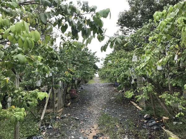 stock image beautiful starfruit garden natural green background. fresh and cool. starfruit garden