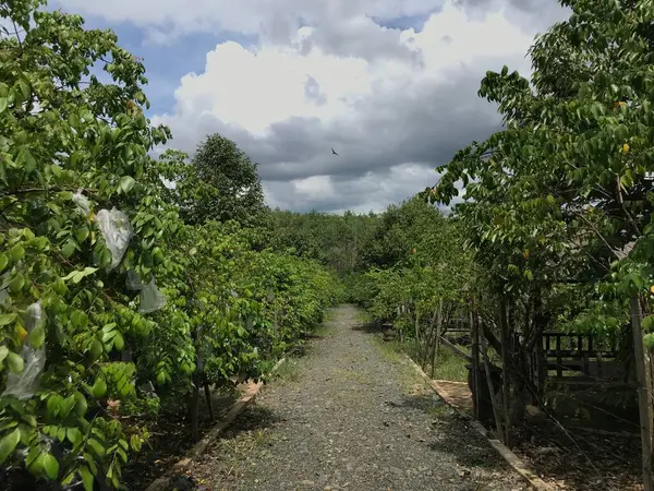 Güzel bir yıldız meyvesi bahçesi doğal yeşil arka plan. Taze ve serin. yıldız meyvesi bahçesi