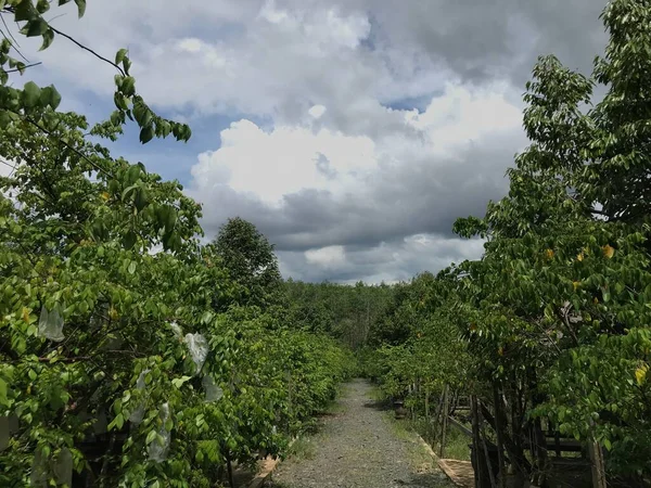 Güzel bir yıldız meyvesi bahçesi doğal yeşil arka plan. Taze ve serin. yıldız meyvesi bahçesi