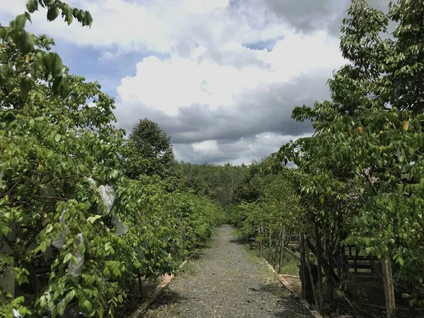 Güzel bir yıldız meyvesi bahçesi doğal yeşil arka plan. Taze ve serin. yıldız meyvesi bahçesi