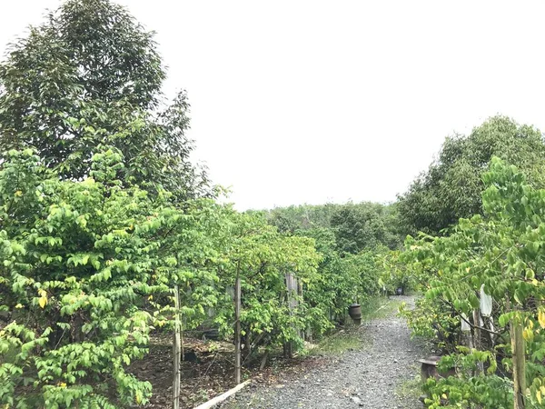 Güzel bir yıldız meyvesi bahçesi doğal yeşil arka plan. Taze ve serin. yıldız meyvesi bahçesi