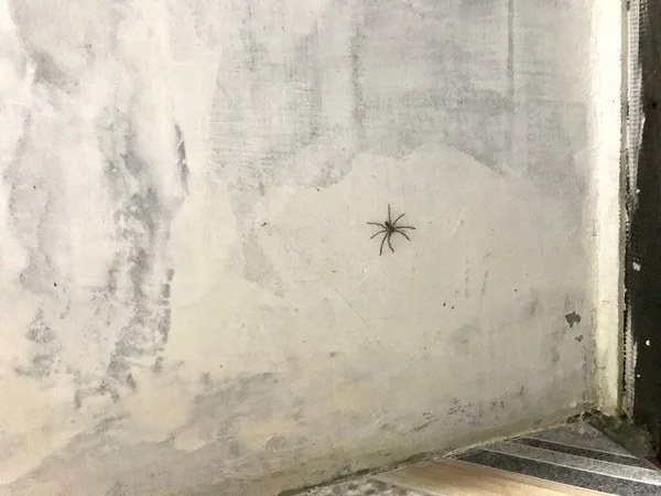 Beyaz Duvardaki Örümcek Hayvanı Gri Hayvan — Stok fotoğraf