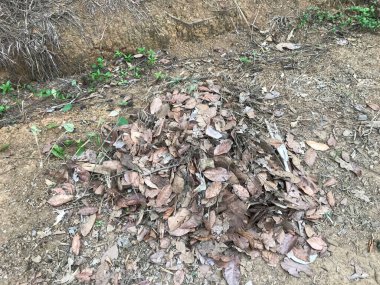 Kurak mevsimde kuru yaprak yığını.