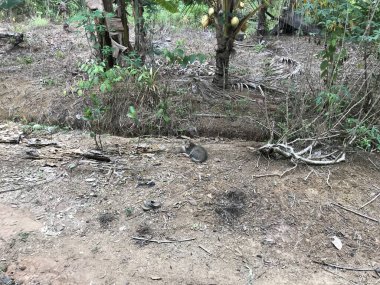 Güzel gri kedi kuru zeminde dinleniyor.