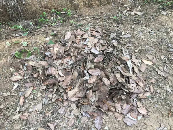 pile of dry leaf in the dry season on dry ground