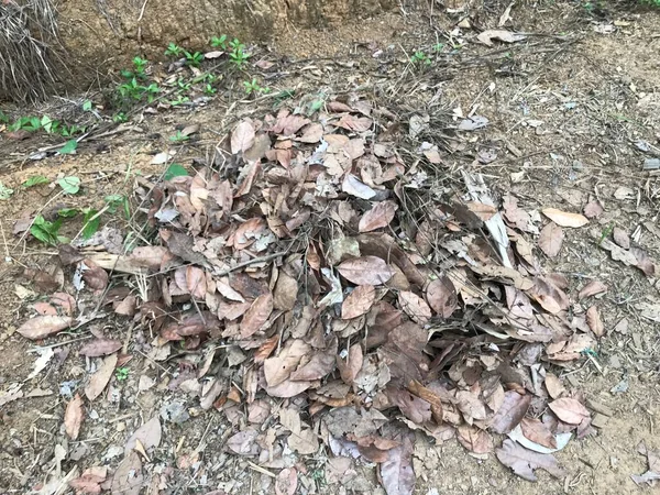 pile of dry leaf in the dry season on dry ground