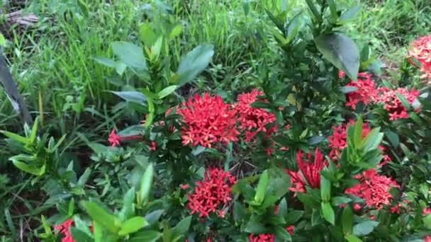 美丽花朵红色叶绿色自然背景新鲜自然花朵4K分辨率视频 — 图库视频影像