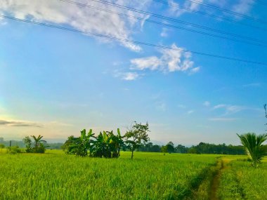 Pirinç tarlası yeşil çimen Doğal manzara sabah