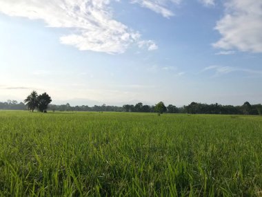 Pirinç tarlası yeşil çimen Doğal manzara sabah