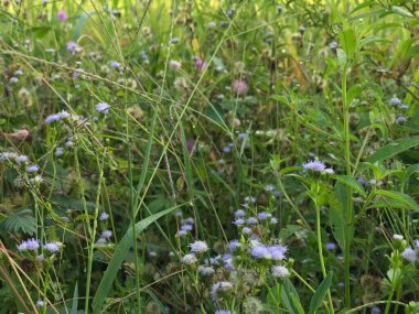 Yeşil çalılıklarda beyaz çiçeklerin güzel manzarası