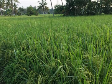 Pirinç tarlası yeşil çimen Doğal manzara sabah