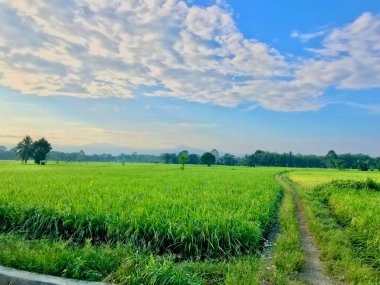 Pirinç tarlası yeşil çimen Doğal manzara sabah