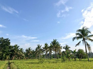 Yeşil pirinç tarlalarındaki hindistan cevizi ağaçlarının güzel manzarası yeşil hindistan cevizi ağacının manzarası, dans eden pirinç mavi gökyüzünün altındaki güzel bir baleyi andırıyor.
