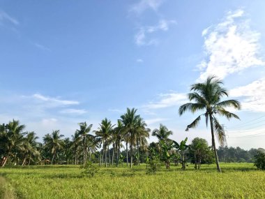 Yeşil pirinç tarlalarındaki hindistan cevizi ağaçlarının güzel manzarası yeşil hindistan cevizi ağacının manzarası, dans eden pirinç mavi gökyüzünün altındaki güzel bir baleyi andırıyor.