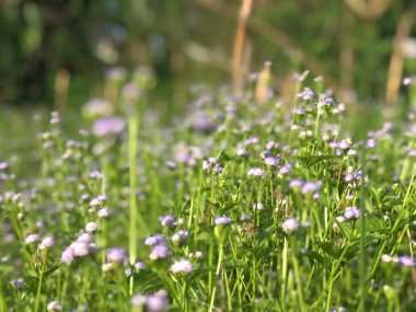 Yeşil çalılıklarda beyaz çiçeklerin güzel manzarası