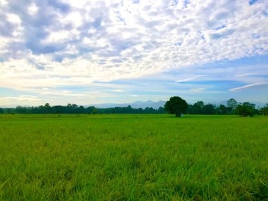 Pirinç tarlası yeşil çimen doğal manzara pirinç tarlası ve gölün üzerindeki yeşil ağaç içme manzarası çimen ve ağaçlı manzara, pirinç tarlası mavi gökyüzü