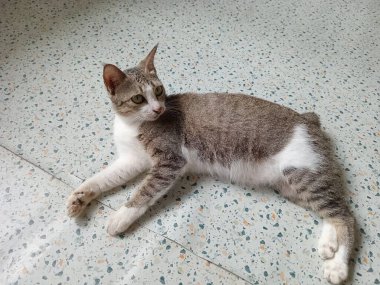 Güzel siyah beyaz kedi paspasın üzerinde