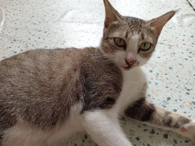 Güzel siyah beyaz kedi paspasın üzerinde