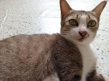 Güzel siyah beyaz kedi paspasın üzerinde