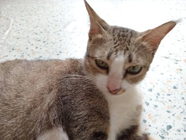 Güzel siyah beyaz kedi paspasın üzerinde