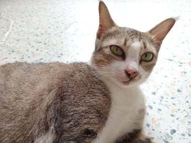 Güzel siyah beyaz kedi paspasın üzerinde