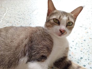 Güzel siyah beyaz kedi paspasın üzerinde