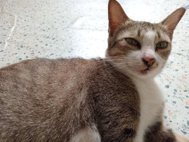 Güzel siyah beyaz kedi paspasın üzerinde