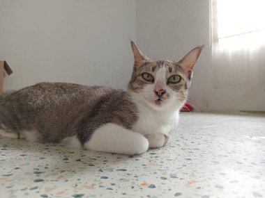 Güzel siyah beyaz kedi paspasın üzerinde