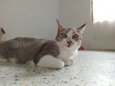 Güzel siyah beyaz kedi paspasın üzerinde