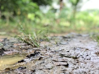 Çayırda çamur ve orman arka planında