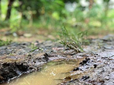 Çayır ve orman arka planında su ve çamur