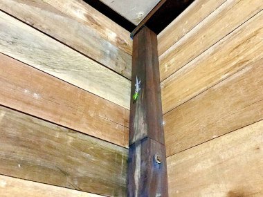 Kertenkele böcek yerken tahta duvarlarda sürünüyor.