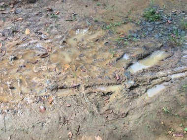 Çayır ve orman arka planında su ve çamur