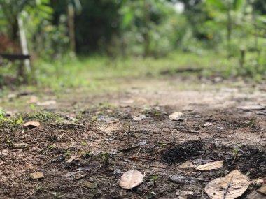 Ormandaki doğal toprak. Yere saçılmış kuru yapraklar.