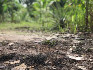 Ormandaki doğal toprak. Yere saçılmış kuru yapraklar.