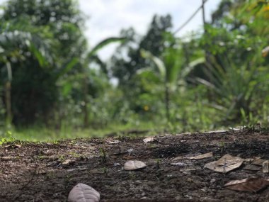 Ormandaki doğal toprak. Yere saçılmış kuru yapraklar.