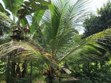 Yeşil dalları olan palmiye ağaçları ve mavi gökyüzü arka planında hindistan cevizleri