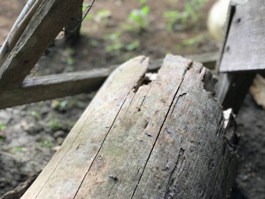 Bazı kırmızı karıncalar sabah güneşinin altında evlerinin bahçesindeki kahverengi bir ağaç parçasında koşuşturuyor ve bölgelerini savunuyorlar.