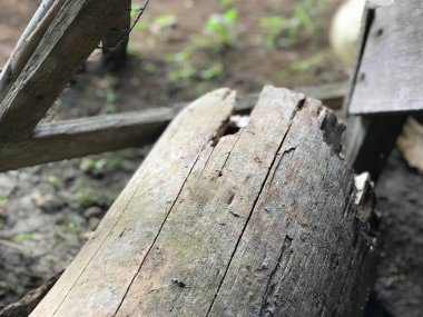 Bazı kırmızı karıncalar sabah güneşinin altında evlerinin bahçesindeki kahverengi bir ağaç parçasında koşuşturuyor ve bölgelerini savunuyorlar.