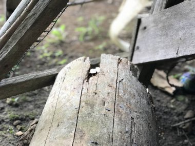 Bazı kırmızı karıncalar sabah güneşinin altında evlerinin bahçesindeki kahverengi bir ağaç parçasında koşuşturuyor ve bölgelerini savunuyorlar.