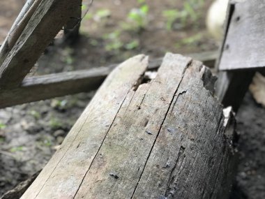 Bazı kırmızı karıncalar sabah güneşinin altında evlerinin bahçesindeki kahverengi bir ağaç parçasında koşuşturuyor ve bölgelerini savunuyorlar.