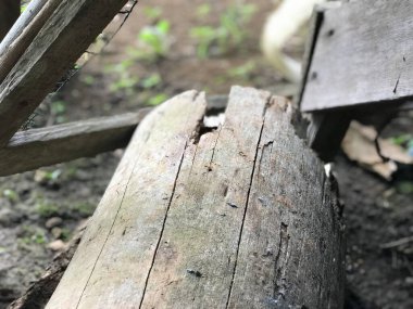 Bazı kırmızı karıncalar sabah güneşinin altında evlerinin bahçesindeki kahverengi bir ağaç parçasında koşuşturuyor ve bölgelerini savunuyorlar.