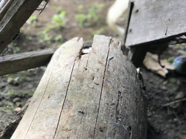 Bazı kırmızı karıncalar sabah güneşinin altında evlerinin bahçesindeki kahverengi bir ağaç parçasında koşuşturuyor ve bölgelerini savunuyorlar.