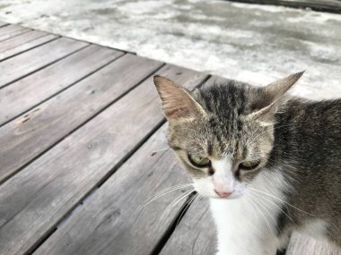 Tombul kedi beyaz ve siyah renk. Hayvan konsepti. hayvan kürkü .