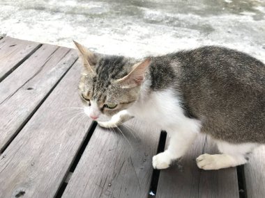 Tombul kedi beyaz ve siyah renk. Hayvan konsepti. hayvan kürkü .