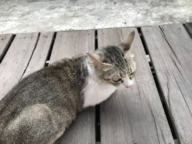 Tombul kedi beyaz ve siyah renk. Hayvan konsepti. hayvan kürkü .